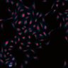 Thumbnail for 41744_illum_corrected [Well C5, Field 1]
